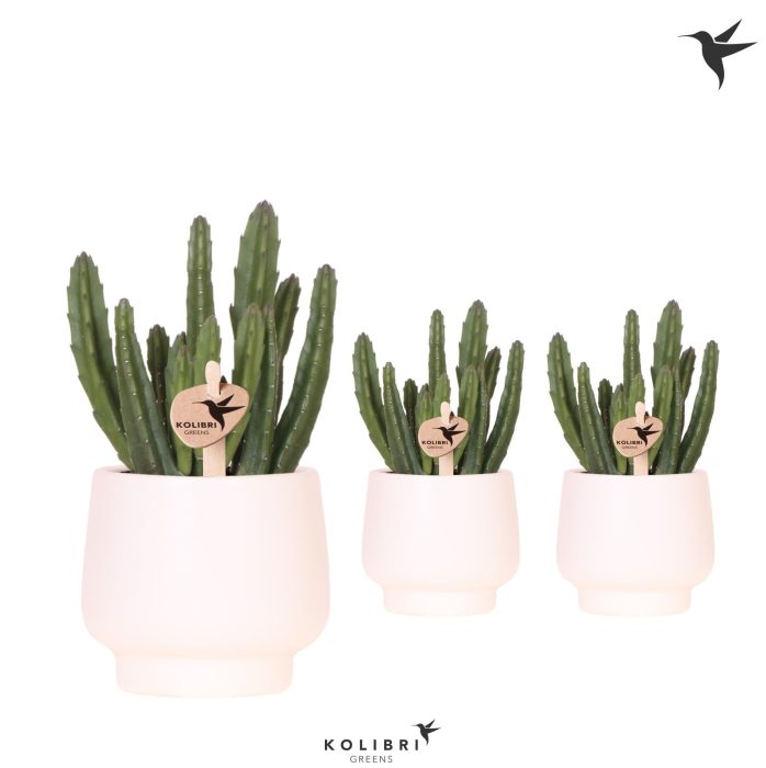 Kolibri Greens Stapelia Leendertziae in Scandic pot white, D 9