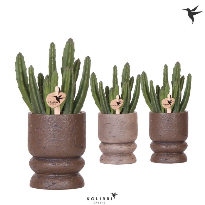 Kolibri Greens Stapelia Leendertziae in Vintage pot mix, D 9