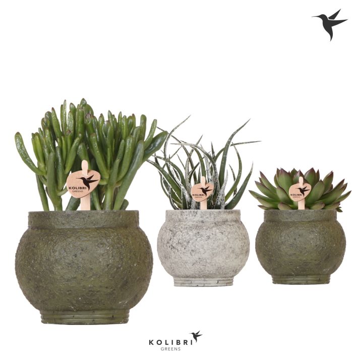 Kolibri Greens Succulenten mix in Ancient pot green mix, D 9