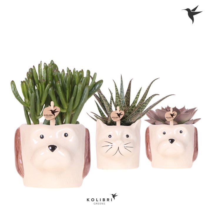 Kolibri Greens Succulenten mix in Cat & Dog pot mix, D 9