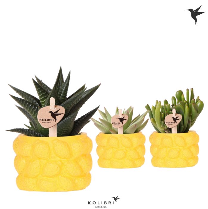 Kolibri Greens Succulenten mix in Citrus pot yellow, D 6