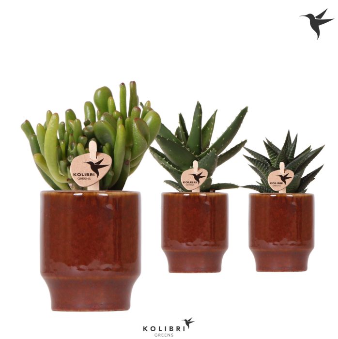 Kolibri Greens Succulenten mix in Classy pot red, D 6