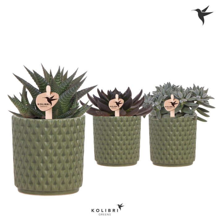 Kolibri Greens Succulenten mix in Diamond pot green, D 9