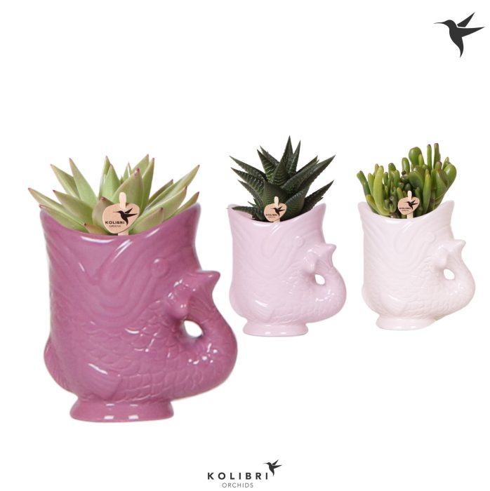 Kolibri Greens Succulenten mix in Fish pot lila mix, D 6