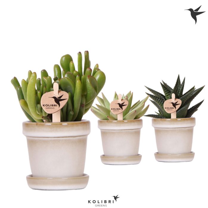 Kolibri Greens Succulenten mix in Flower pot sand, D 6