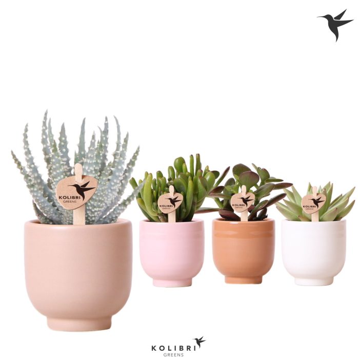 Kolibri Greens Succulenten mix in Glazed pot mix, D 6