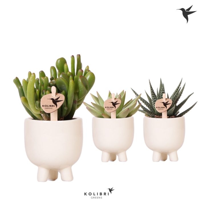 Kolibri Greens Succulenten mix in Gummy pot travertine, D 6