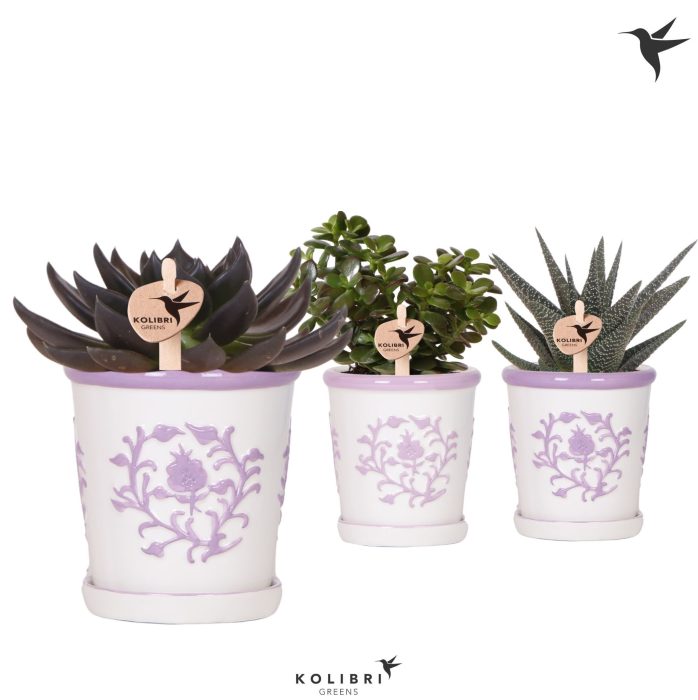 Kolibri Greens Succulenten mix in Malaga pot lila mix, D 9