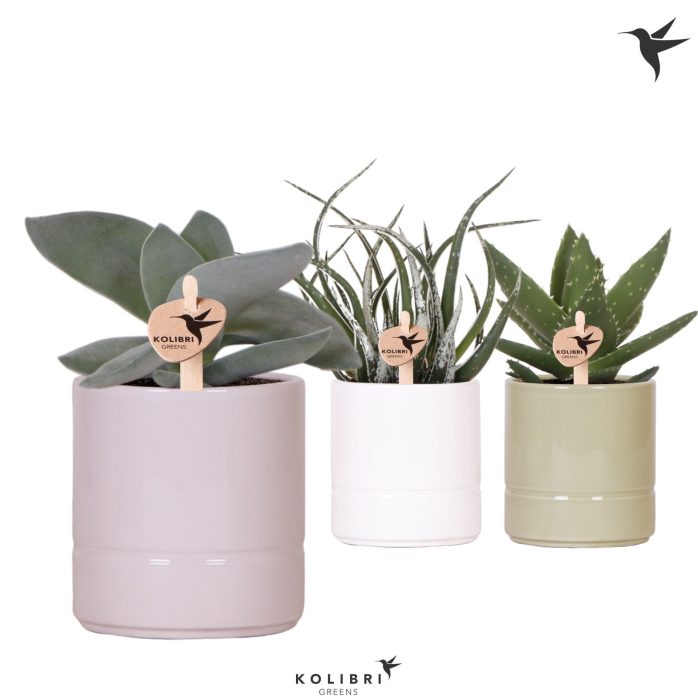 Kolibri Greens Succulenten mix in Pastel pot mix, D 9