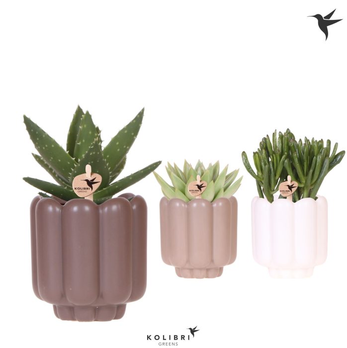 Kolibri Greens Succulenten mix in Retro pot sand mix, D 9
