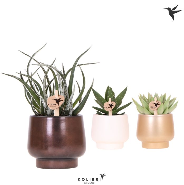 Kolibri Greens Succulenten mix in Scandic pot gold mix, D 9