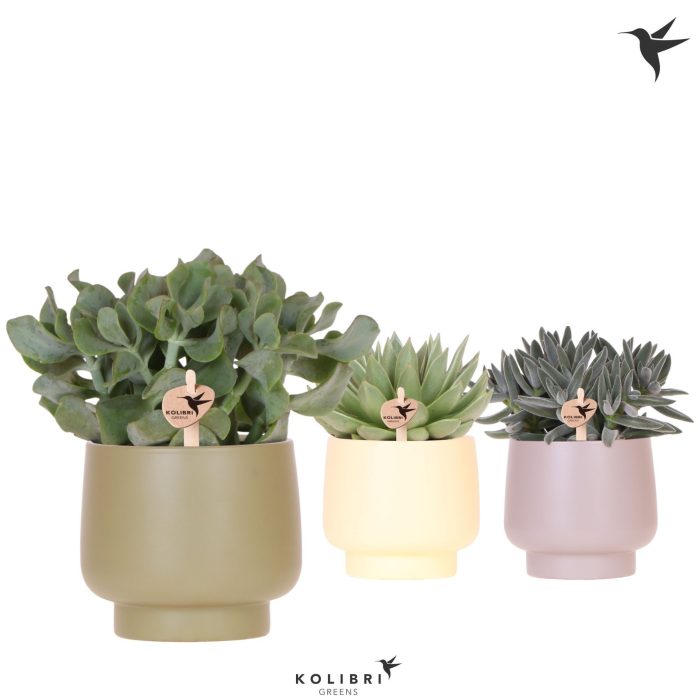 Kolibri Greens Succulenten mix in Scandic pot green mix, D 12