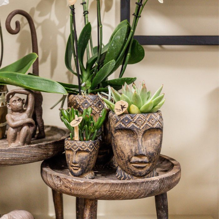 Kolibri Greens Succulenten mix in Totem Mask pot, D 9