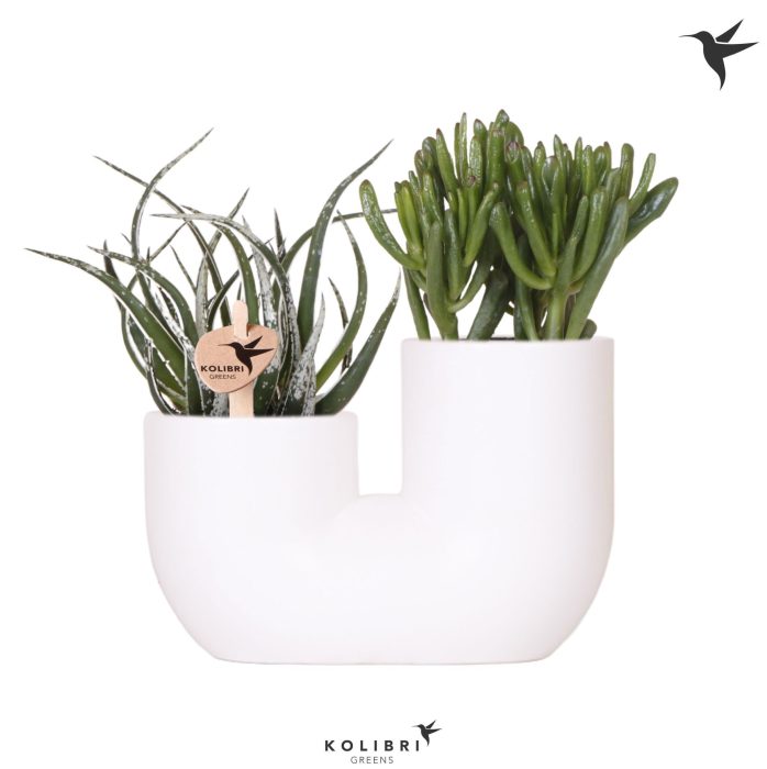 Kolibri Greens Succulenten mix in Tube pot white, D 18