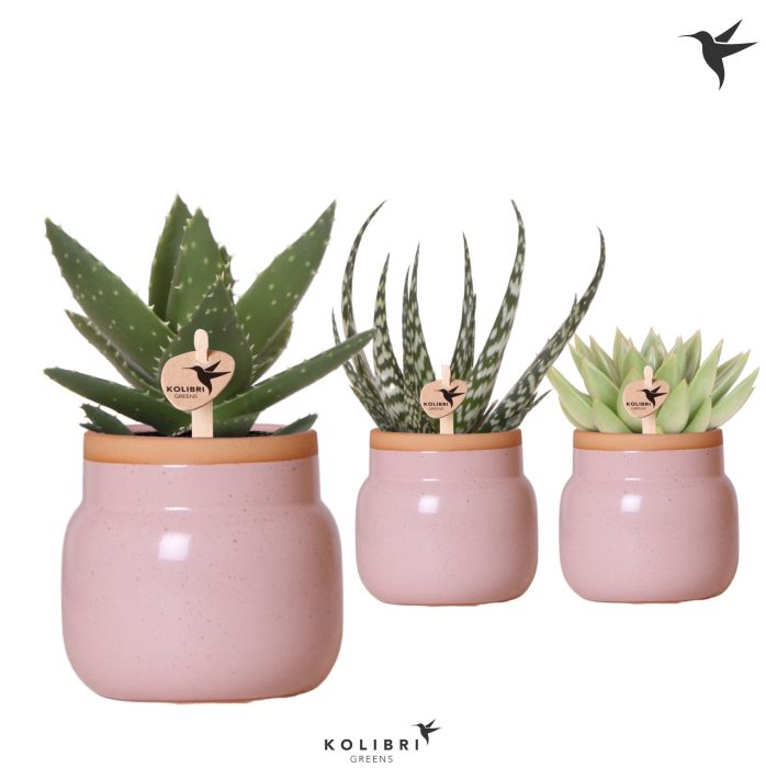 Kolibri Greens Succulenten mix in Vintage Bowl pot pink, D 9