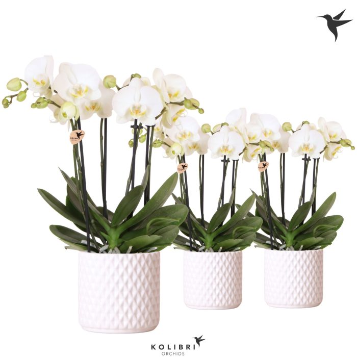 Kolibri Orchids Phalaenopsis Jewel Ghent 4 spike in Diamond pot white, D 12