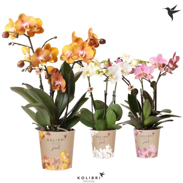 Kolibri Orchids Phalaenopsis Jewel mix 3 spike, D 12