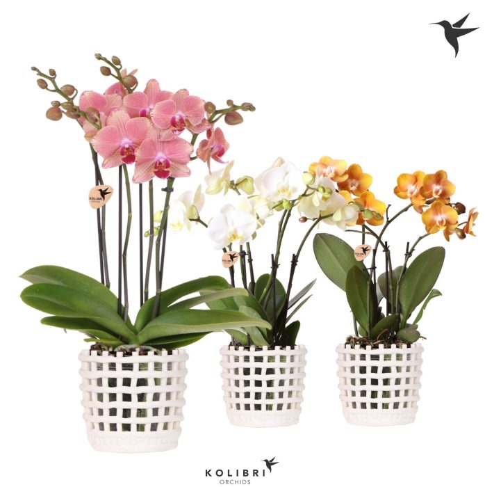 Kolibri Orchids Phalaenopsis Jewel mix 4 spike in Mesh pot white, D 12