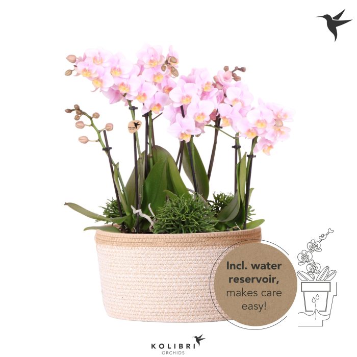 Kolibri Orchids Phalaenopsis Jungle Bouquet pink 6 spike in Basket white with watering system, D 28