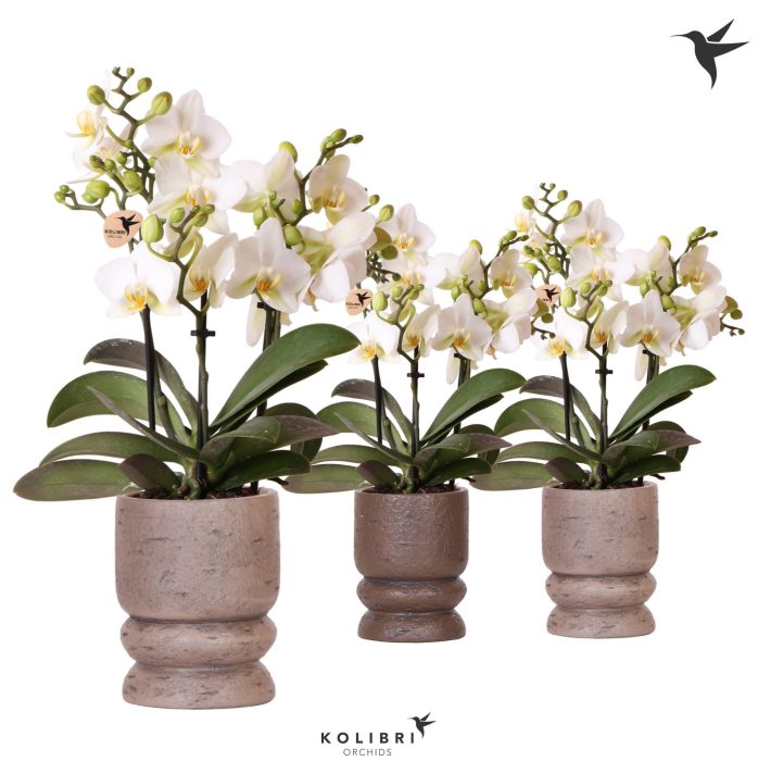 Kolibri Orchids Phalaenopsis Lausanne 3 spike in Vintage pot mix, D 9