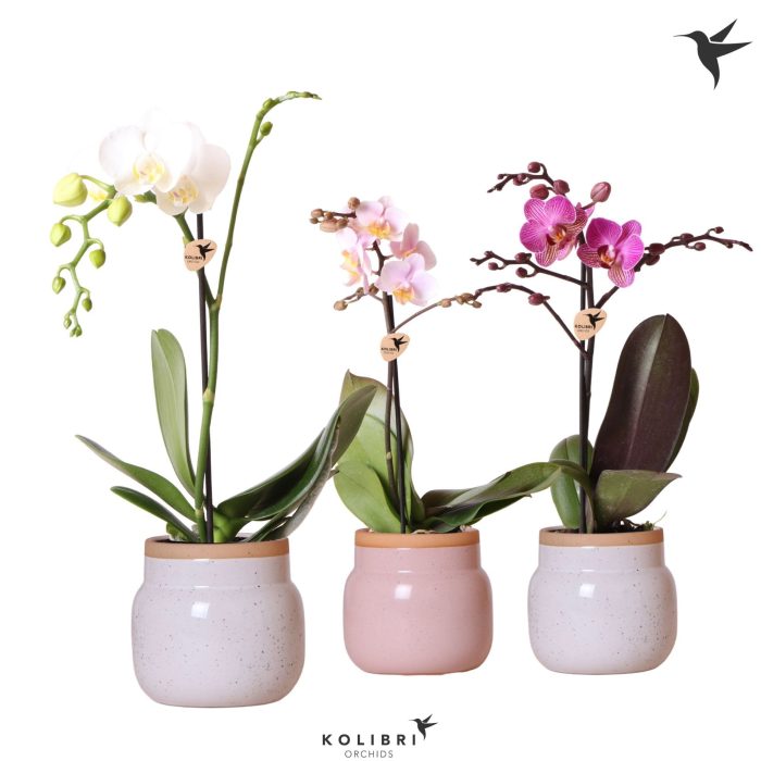 Kolibri Orchids Phalaenopsis mix 1 spike in Vintage Bowl pot mix, D 9