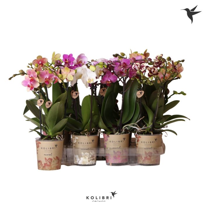 Kolibri Orchids Phalaenopsis Mix 2 spike big flower, D 9