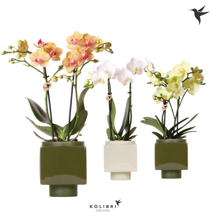 Kolibri Orchids Phalaenopsis mix 2 spike in Cube pot green, D 9