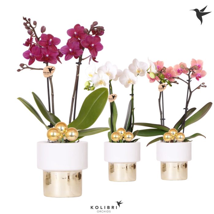 Kolibri Orchids Phalaenopsis mix 2 spike in Lush pot Xmas, D 9
