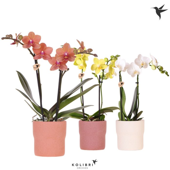 Kolibri Orchids Phalaenopsis mix 2 spike in Rustic pot terra mix, D 9