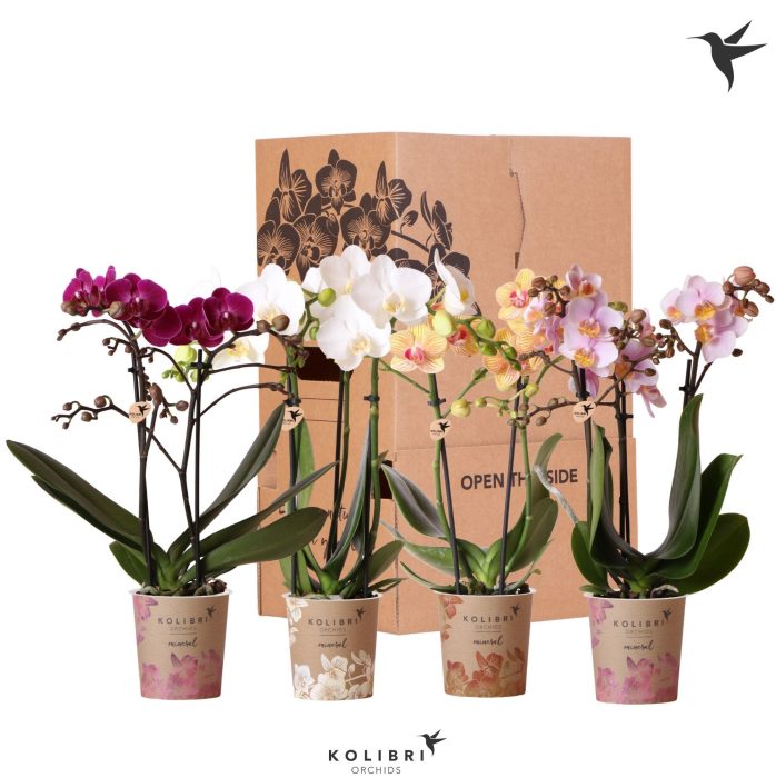 Kolibri Orchids Phalaenopsis Mix 2 spike no sleeve, D 9