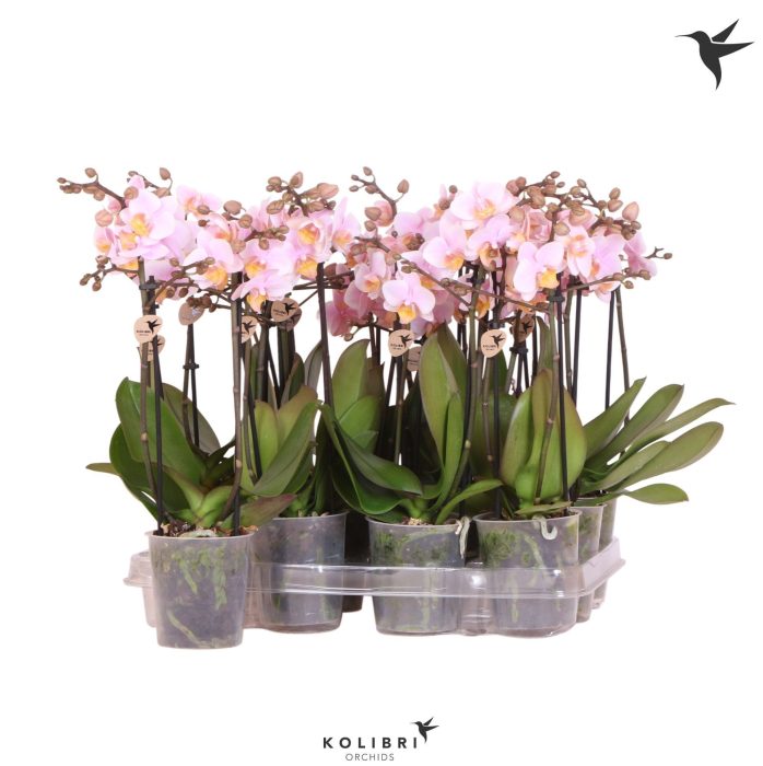 Kolibri Orchids Phalaenopsis Pink 2 spike, D 9