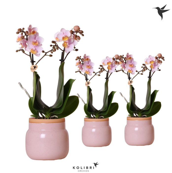 Kolibri Orchids Phalaenopsis pink 2 spike in Vintage Bowl pink, D 9