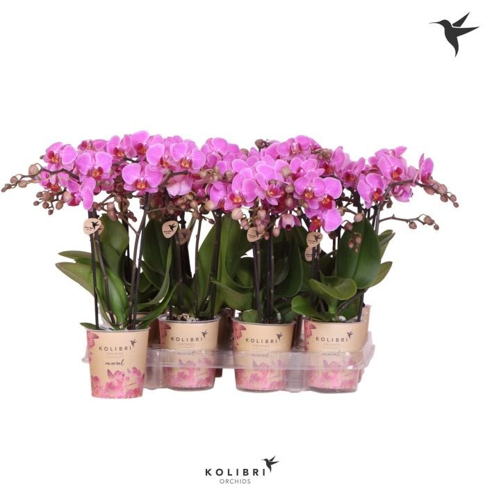 Kolibri Orchids Phalaenopsis Violet 2 spike, D 9