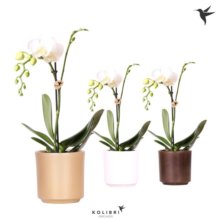 Kolibri Orchids Phalaenopsis white 1 spike in Simplicity pot mix, D 9