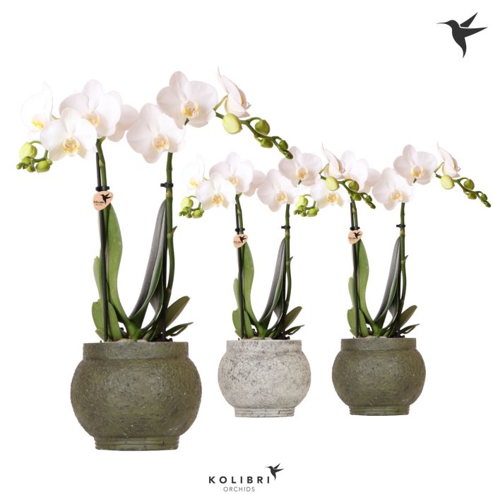 Kolibri Orchids Phalaenopsis white 2 spike in Ancient pot green, D 9
