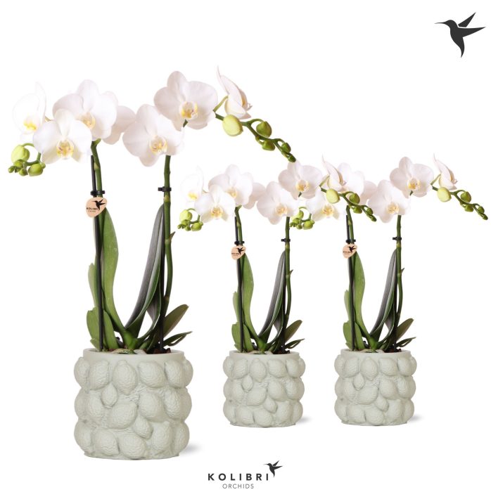 Kolibri Orchids Phalaenopsis white 2 spike in Citrus pot green, D 9