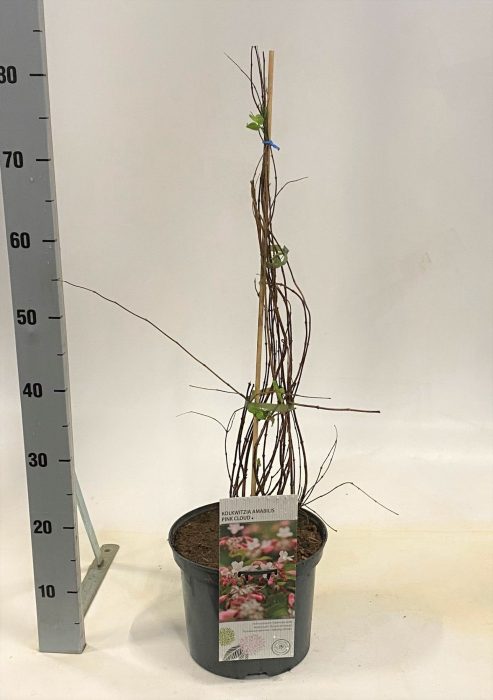 Kolkwitzia amabilis Pink Cloud, D 23