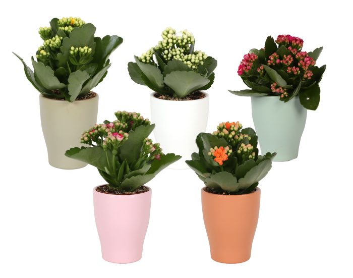 KP-590.28 -Kalanchoe 7cm in trendy keramiek - vernieuwde kleuren, D 7