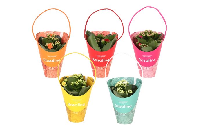 KP-857.1 - Kalanchoe Rosalina 7cm Giftskoker, D 7