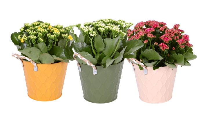 KP-876.1 - Kalanchoe Rosalina 15cm in luxe zink 3 kleuren, D 15