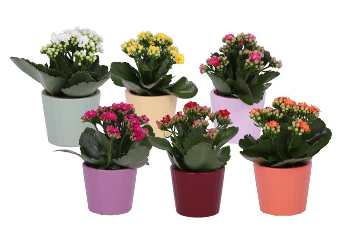 KP-902.1 - Kalanchoe 7cm mix in ribbelkeramiek, D 7