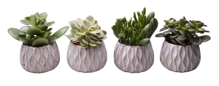 L 65425 with Crassula Mix, D 6