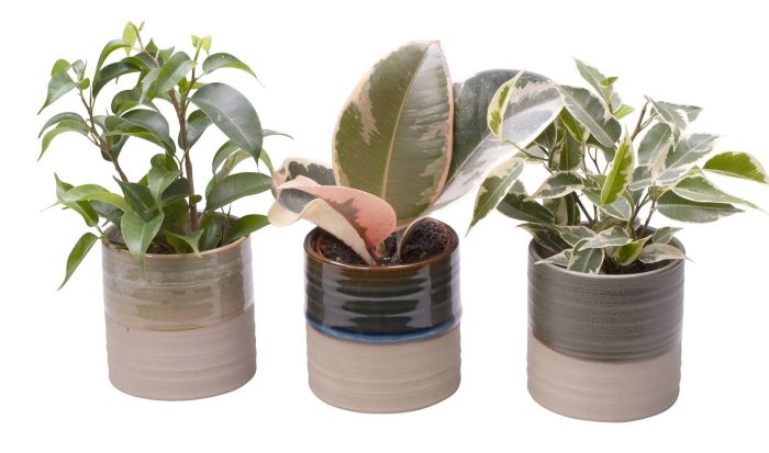 L 65442 with Ficus Mix, D 6