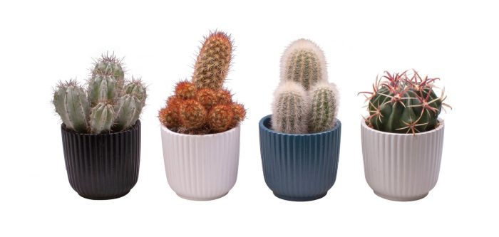 L 65600 with Cactus Mix, D 6