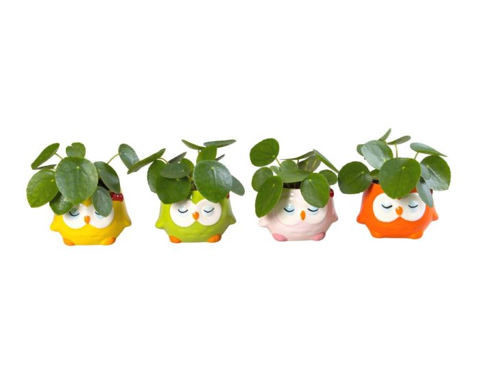 L 65895 with Pilea Pep. 6 cm, D 6