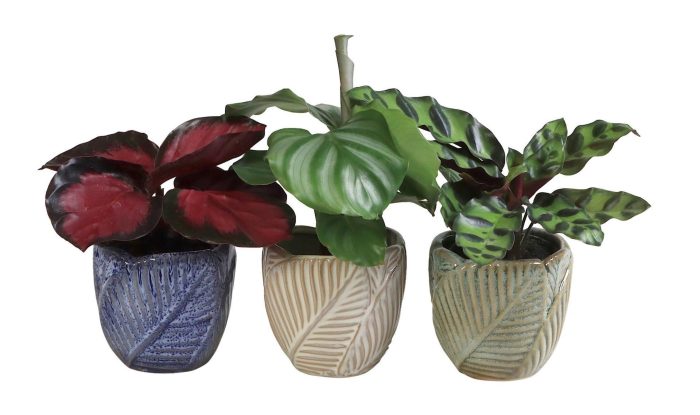 L 65946 with Calathea Mix 6 cm, D 6