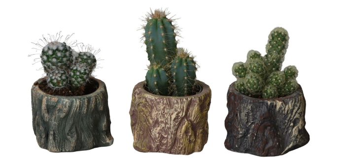 L 66493 With Cactus Mix 6 cm, D 6