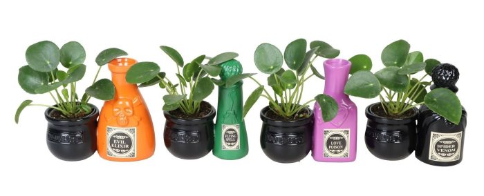 L 66540 With Pilea Peperomides 6 cm, D 6