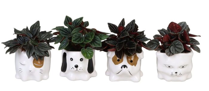 L 66653 with Peperomia Caperata Mix 6 cm, D 6