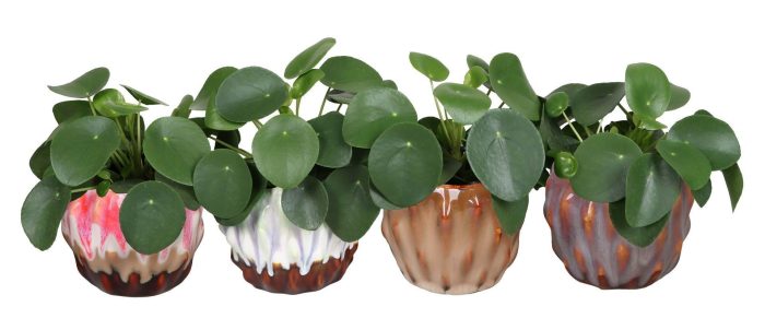 L 66672 With Pilea Peperomides 12 cm, D 12